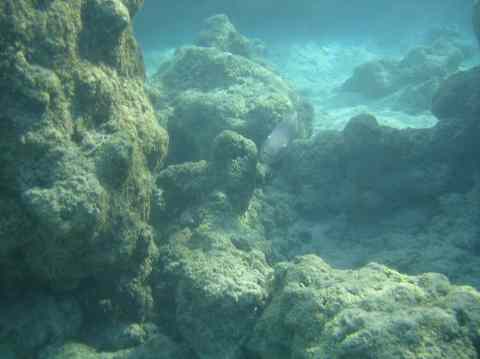happy fish in Hanauma Bay Oahu